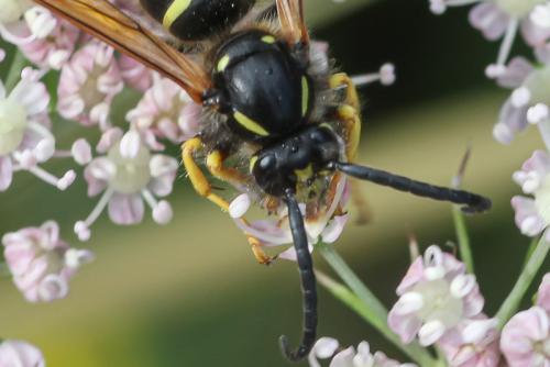 Dolichovespula sp.